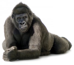 Gorilla-201100285920