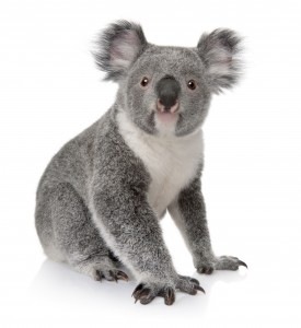 koala-bear